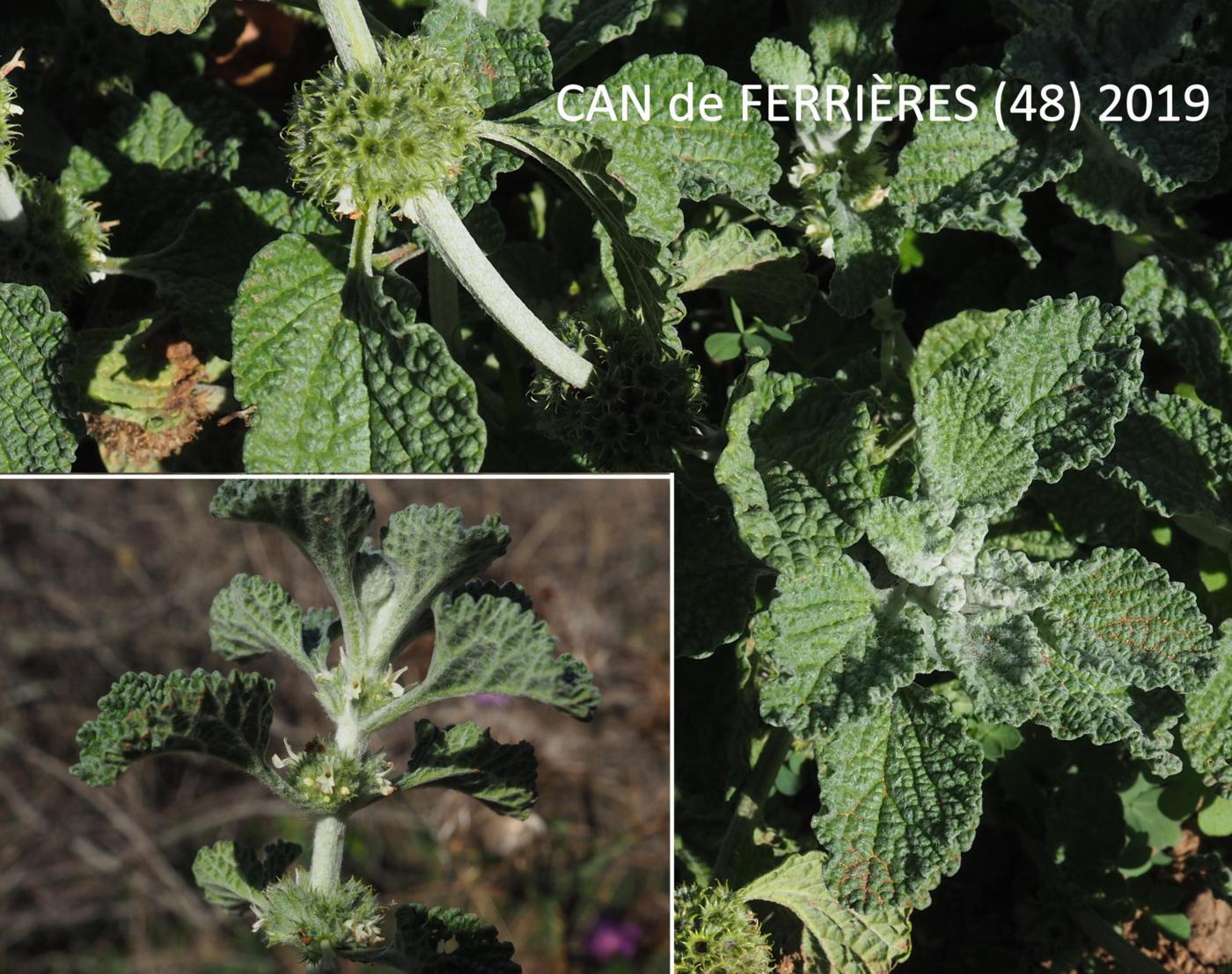 Horehound, White leaf